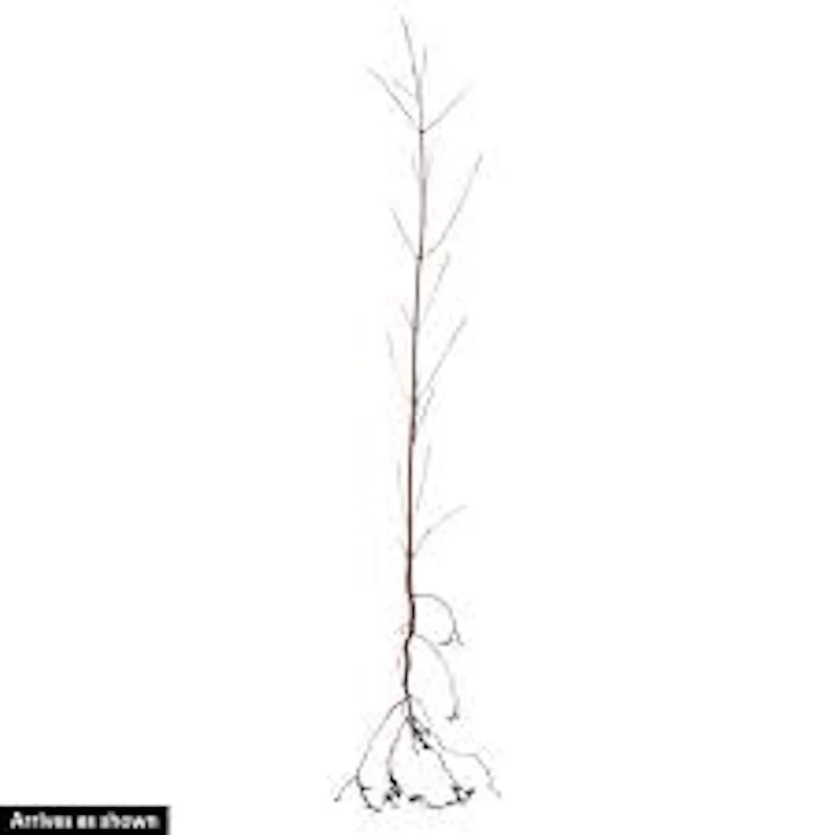 White Dogwood Tree Live Plant 12-24in Tall - Cornus florida, Bare Root - Image 2
