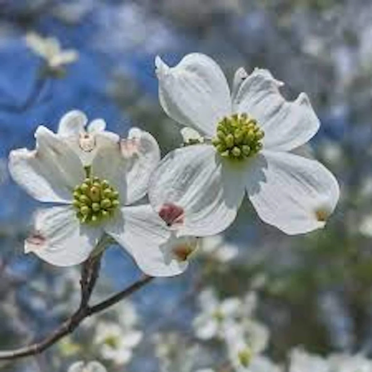 White Dogwood Tree Live Plant 12-24in Tall - Cornus florida, Bare Root - Image 3