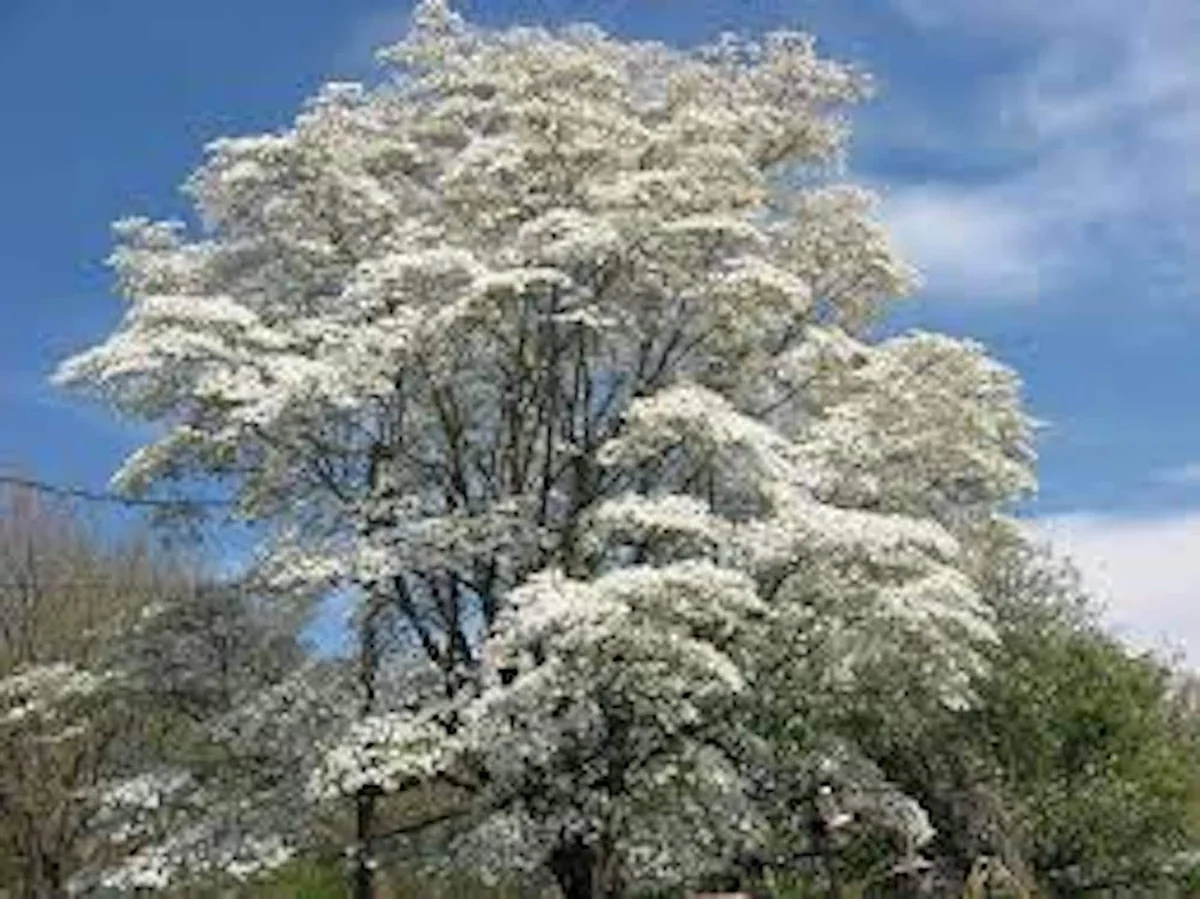 White Dogwood Tree Live Plant 12-24in Tall - Cornus florida, Bare Root - Image 4