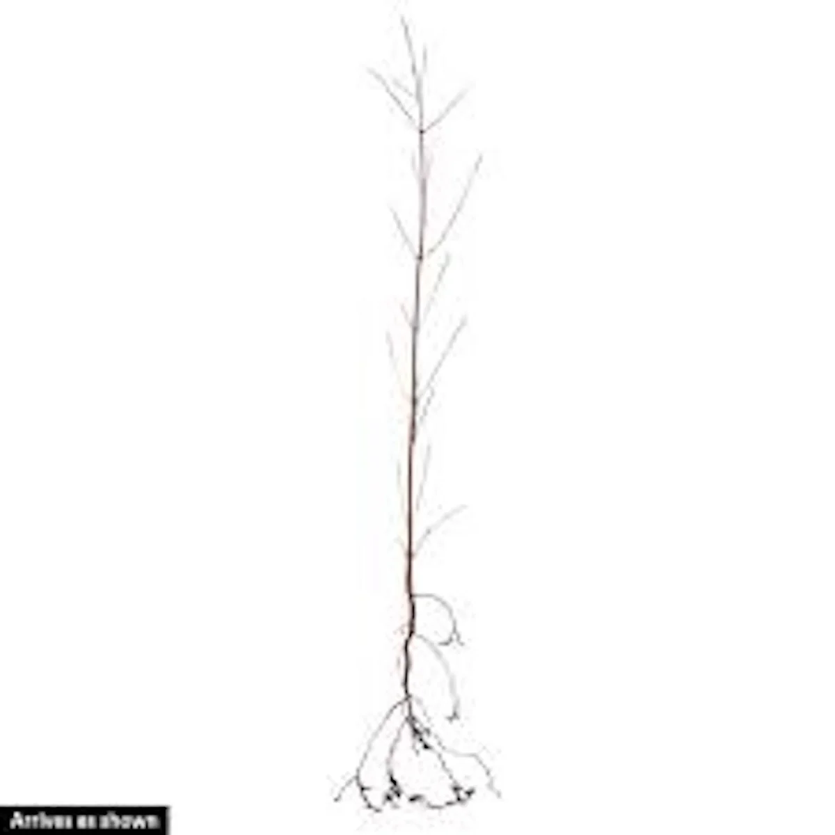White Dogwood Tree Live Plant 12-24in Tall - Cornus florida, Bare Root - Image 6