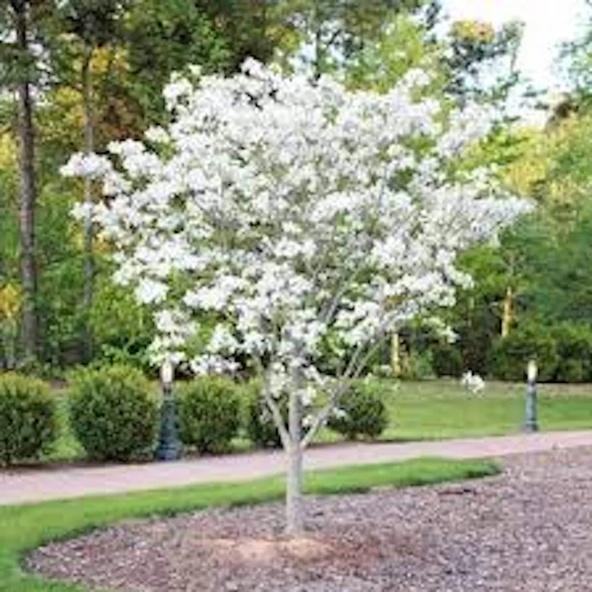 White Dogwood Tree Live Plant 12-24in Tall - Cornus florida, Bare Root - Image 1