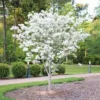 White Dogwood Tree Live Plant Bare Root - Cornus florida 12-24in Tall - Image 1