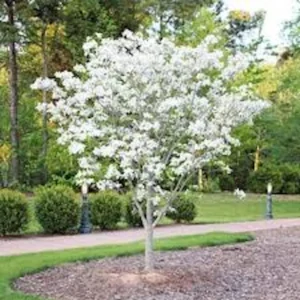 White Dogwood Tree Live Plant Bare Root - Cornus florida 12-24in Tall - Image 5