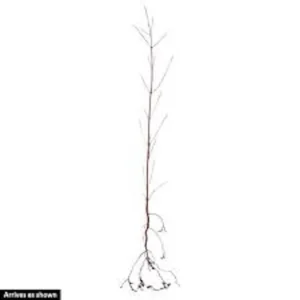 White Dogwood Tree Live Plant Bare Root - Cornus florida 12-24in Tall - Image 6
