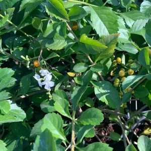 White Duranta Live Plant - 1ft Tall Shrub in 6