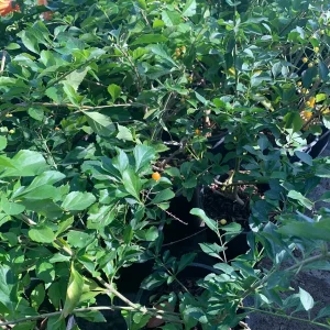 White Duranta Live Plant - 1ft Tall Shrub in 6