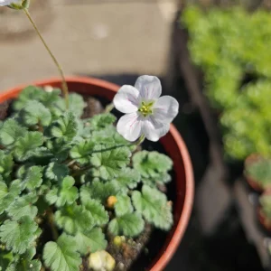 White Erodium Live Plant Erodium x variabile Album 4in Pot Terrarium Ground Cover - Image 2