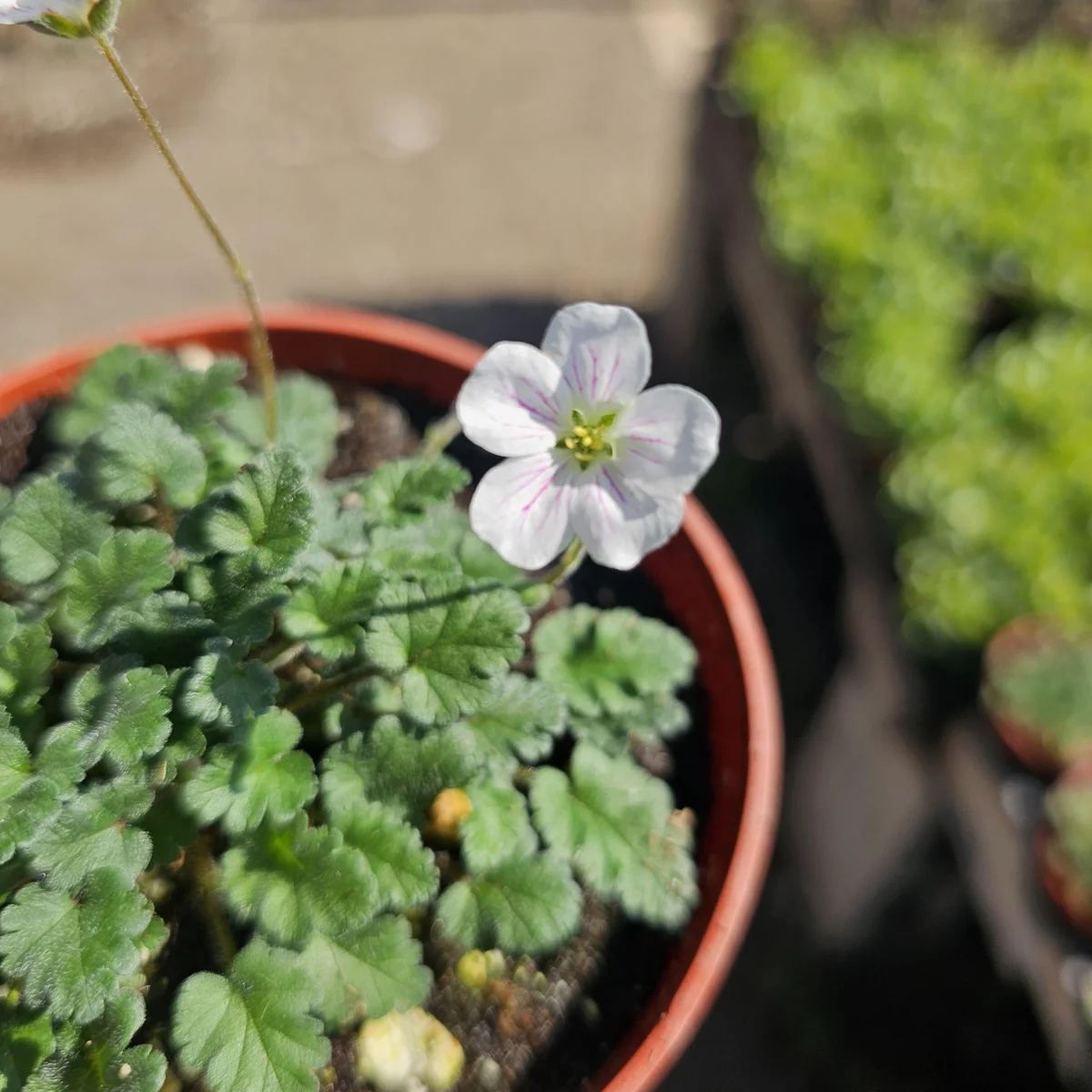 White Erodium Live Plant Erodium x variabile Album 4in Pot Terrarium Ground Cover - Image 2