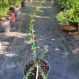 White Finger Lime Live Plant – 3 Gallon Grafted Tree – 1-2 ft Tall - Image 3