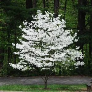 White Flowering Dogwood Live Tree Plant – Cornus florida – 1 Quart Pot – Outdoor - Image 2