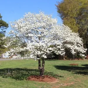 White Flowering Dogwood Live Tree Plant – Cornus florida – 1 Quart Pot – Outdoor - Image 3