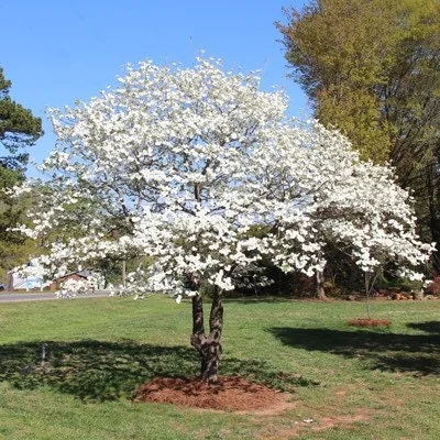 White Flowering Dogwood Live Tree Plant – Cornus florida – 1 Quart Pot – Outdoor - Image 3