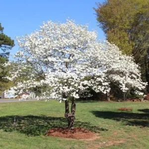 White Flowering Dogwood Tree - Live Plant - 4 inch Pot - Outdoor - Image 3