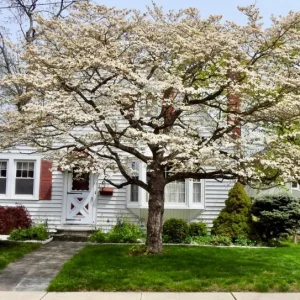 White Flowering Dogwood Tree - Live Plant, Quart Pot, 10-16