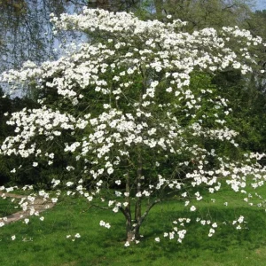 White Flowering Dogwood Tree - Live Plant, Quart Pot, 10-16" Tall - Image 2