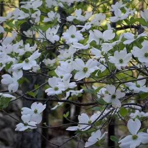 White Flowering Dogwood Tree - Live Plant, Quart Pot, 10-16