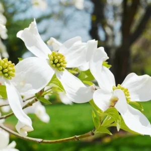 White Flowering Dogwood Tree - Live Plant, Quart Pot, 10-16