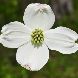White Flowering Dogwood Tree - Live Plant, Quart Pot, 10-16
