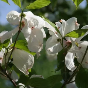 White Flowering Dogwood Tree - Live Plant, Quart Pot, 10-16