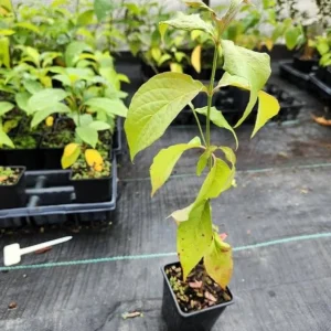 White Flowering Dogwood Tree - Live Plant, Quart Pot, 10-16
