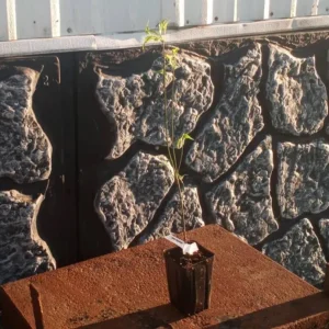 White Flowering Dogwood Tree - Live Plant, Quart Pot, 10-16