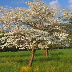 White Flowering Dogwood Tree - Live Plant, Quart Pot, 10-16