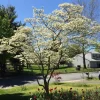 White Flowering Dogwood Tree - Live Plant, Quart Pot, 10-16" Tall - Image 1