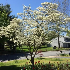 White Flowering Dogwood Tree - Live Plant, Quart Pot, 10-16" Tall - Image 1