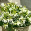 White Fringe Flower Live Plant - 4 inch Pot Loropetalum - Outdoor Shrub - Image 1