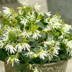 White Fringe Flower Live Plant - 4 inch Pot Loropetalum - Outdoor Shrub - Image 1