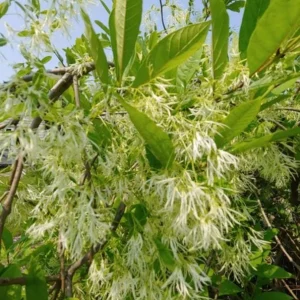 White Fringe Tree Live Plant - Chionanthus virginicus - 6-12 inches tall, Quart Pot - Outdoor - Image 2