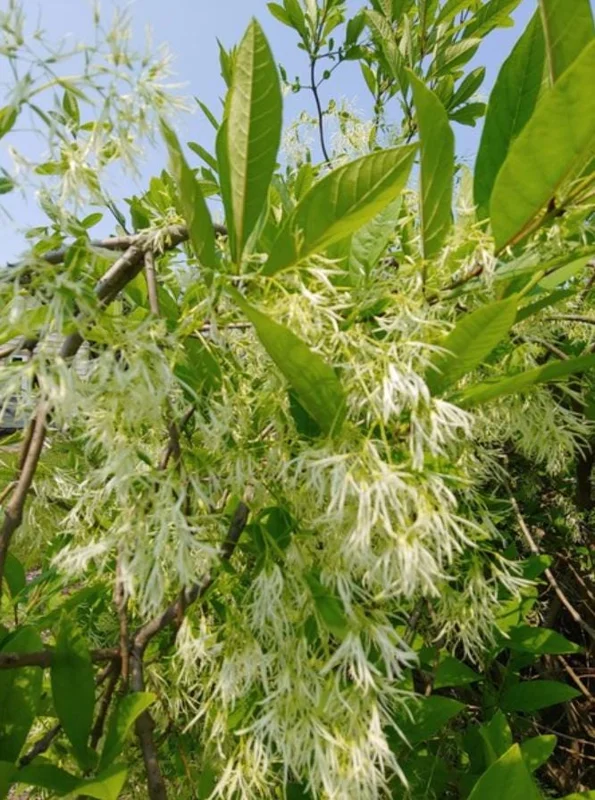 White Fringe Tree Live Plant - Chionanthus virginicus - 6-12 inches tall, Quart Pot - Outdoor - Image 2