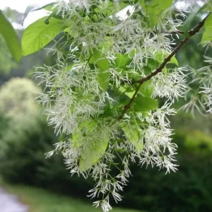 White Fringe Tree Live Plant - Chionanthus virginicus - 6-12 inches tall, Quart Pot - Outdoor - Image 3