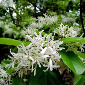 White Fringe Tree Live Plant - Chionanthus virginicus - 6-12 inches tall, Quart Pot - Outdoor - Image 4