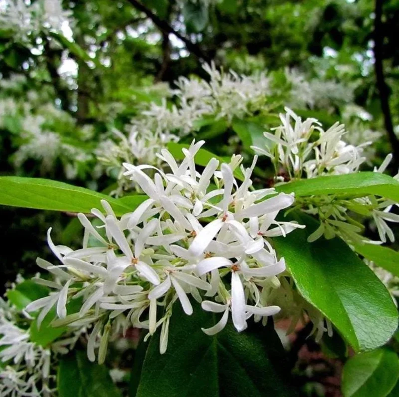 White Fringe Tree Live Plant - Chionanthus virginicus - 6-12 inches tall, Quart Pot - Outdoor - Image 4