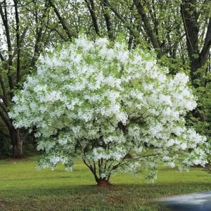 White Fringe Tree Live Plant - Chionanthus virginicus - 6-12 inches tall, Quart Pot - Outdoor - Image 5