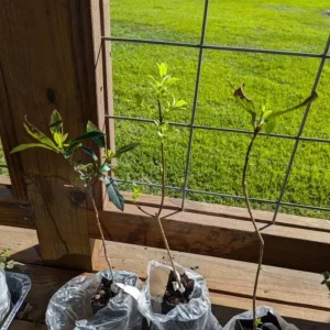 White Fringe Tree Live Plant - Chionanthus virginicus - 6-12 inches tall, Quart Pot - Outdoor - Image 6