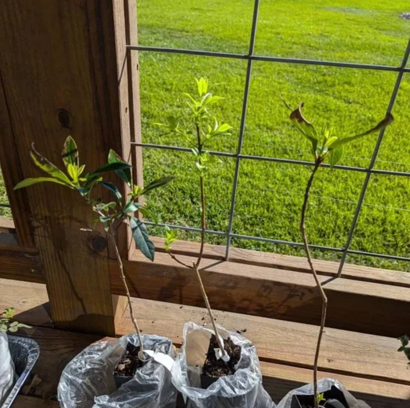 White Fringe Tree Live Plant - Chionanthus virginicus - 6-12 inches tall, Quart Pot - Outdoor - Image 6