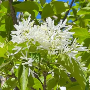 White Fringe Tree Live Plant - Chionanthus virginicus - 6-12 inches tall, Quart Pot - Outdoor - Image 1