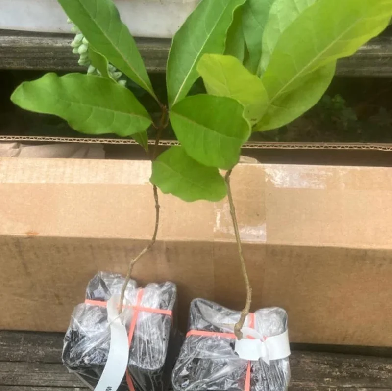 White Fringe Tree Live Plant - Chionanthus virginicus - 6-12 inches tall, Quart Pot - Outdoor - Image 7