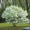 White Fringetree (Chionanthus virginicus) Bare Root Plant - 2 Pack - Image 1