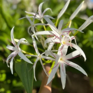 White Giant Spider Lily Crinum Seeds - 12 Bulbs - Fragrant, Deer Resistant - Image 2