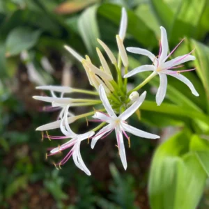 White Giant Spider Lily Crinum Seeds - 12 Bulbs - Fragrant, Deer Resistant - Image 3