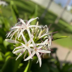 White Giant Spider Lily Crinum Seeds - 12 Bulbs - Fragrant, Deer Resistant - Image 1