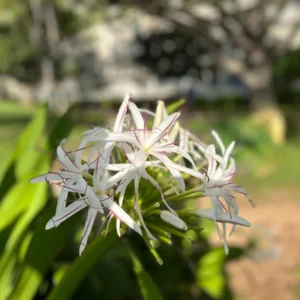 White Giant Spider Lily Crinum Seeds - 12 Bulbs - Fragrant, Deer Resistant - Image 4