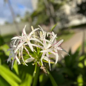 White Giant Spider Lily Crinum Seeds - 12 Bulbs - Fragrant, Deer Resistant - Image 5