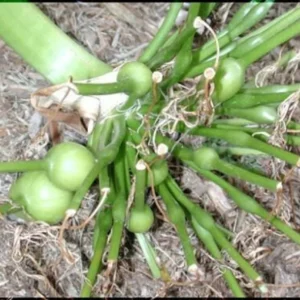 White Giant Spider Lily Crinum Seeds - 12 Bulbs - Fragrant, Deer Resistant - Image 6
