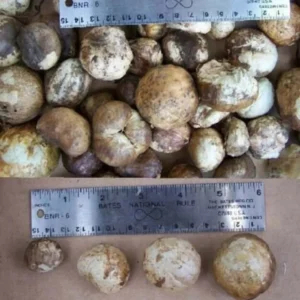 White Giant Spider Lily Crinum Seeds - 12 Bulbs - Fragrant, Deer Resistant - Image 7