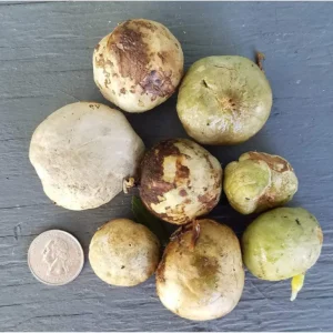 White Giant Spider Lily Crinum Seeds - 12 Bulbs - Fragrant, Deer Resistant - Image 8