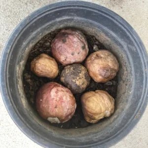 White Giant Spider Lily Crinum Seeds - 12 Bulbs - Fragrant, Deer Resistant - Image 9